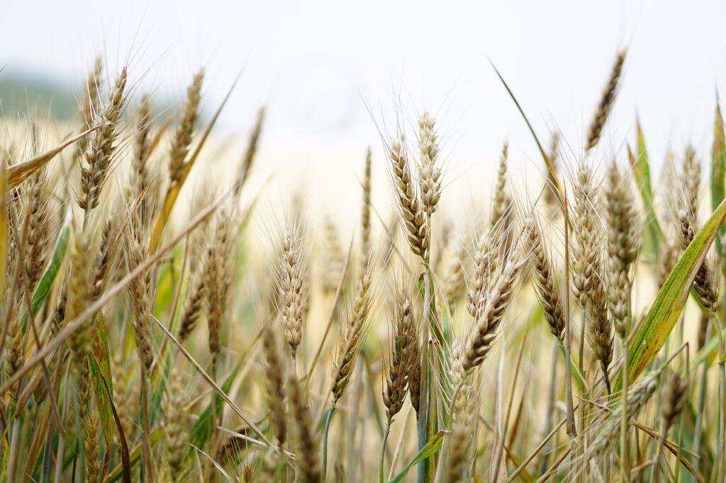 wheat, field, wheat field-1556698.jpg